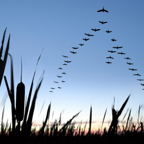 geese flying in formation.